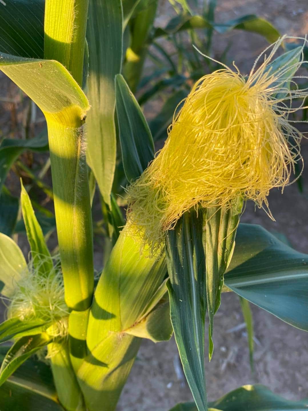 Mirai Sweet Corn