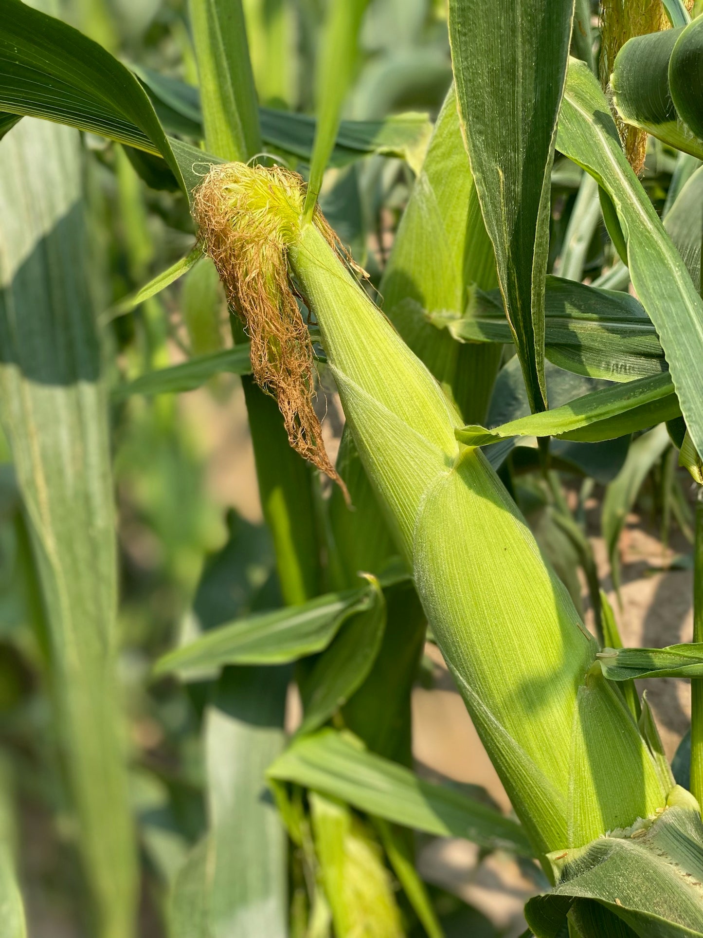 Mirai Sweet Corn