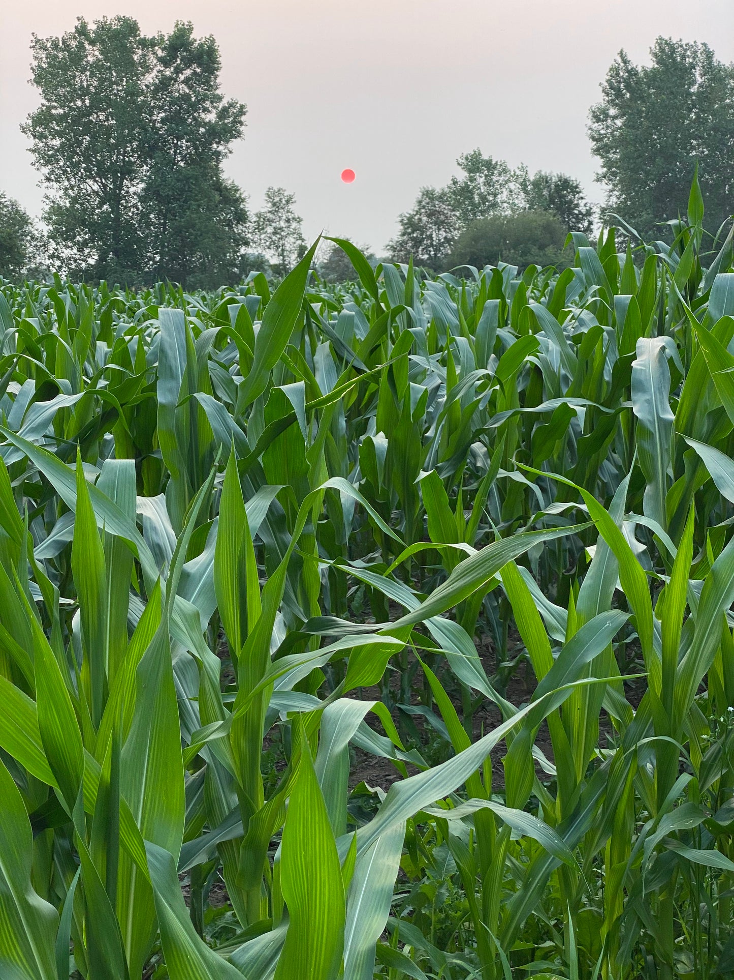 Mirai Sweet Corn