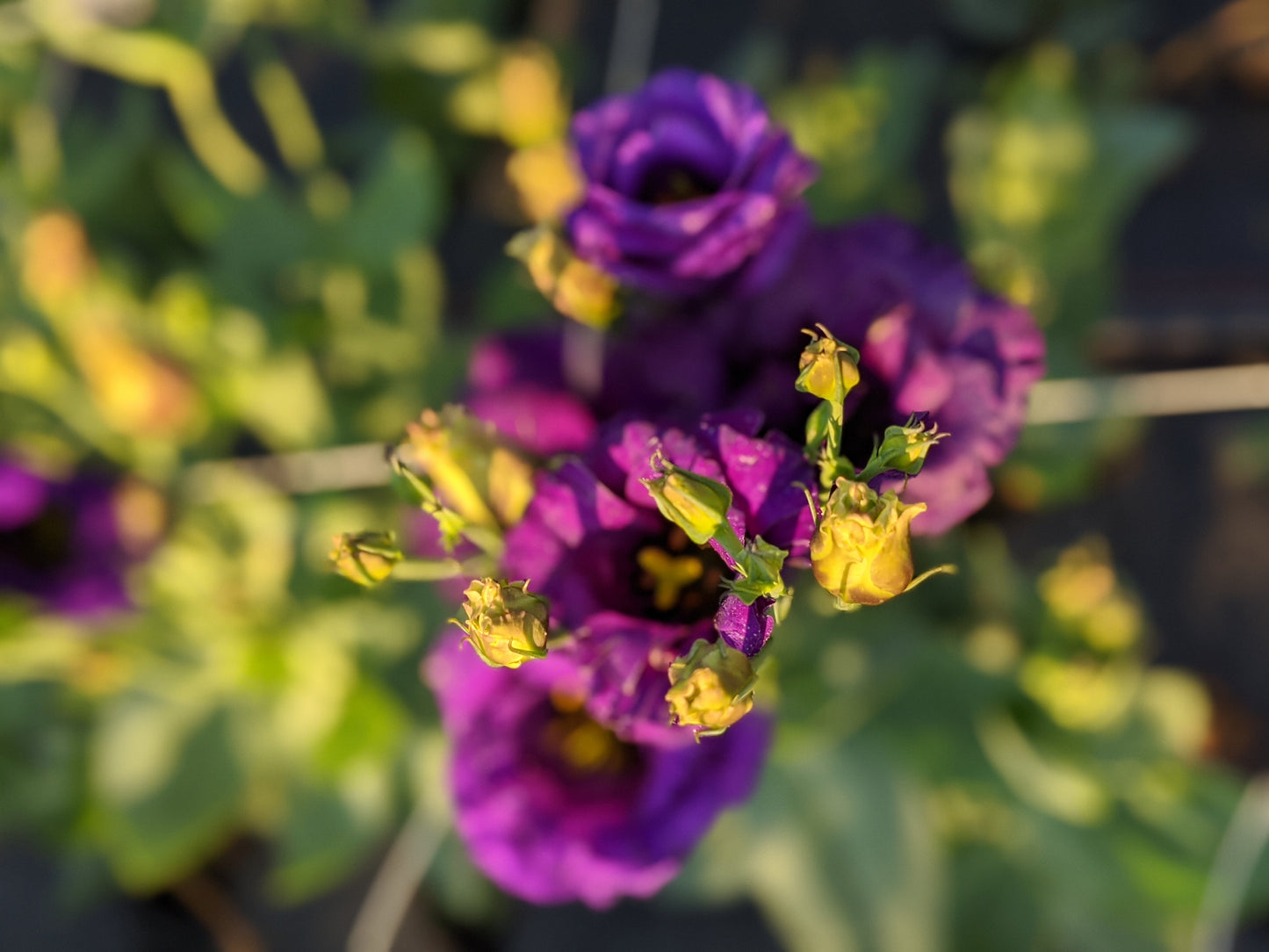 The Saturated Tones Lisianthus Plant Collection