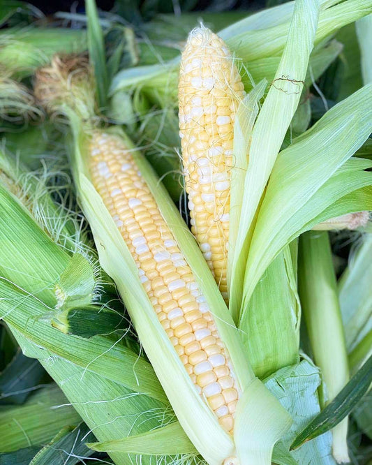 Mirai Sweet Corn