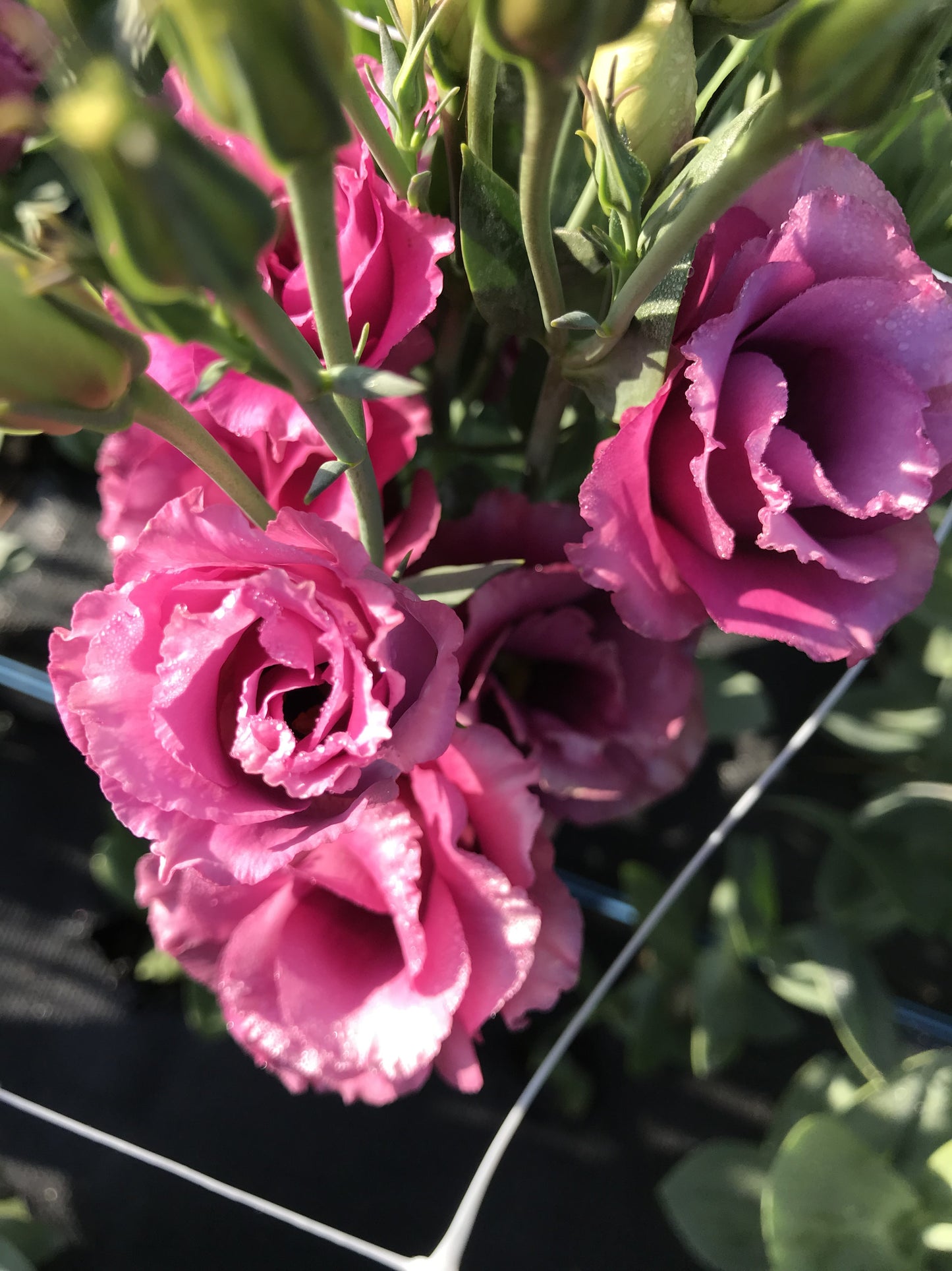 The Saturated Tones Lisianthus Plant Collection