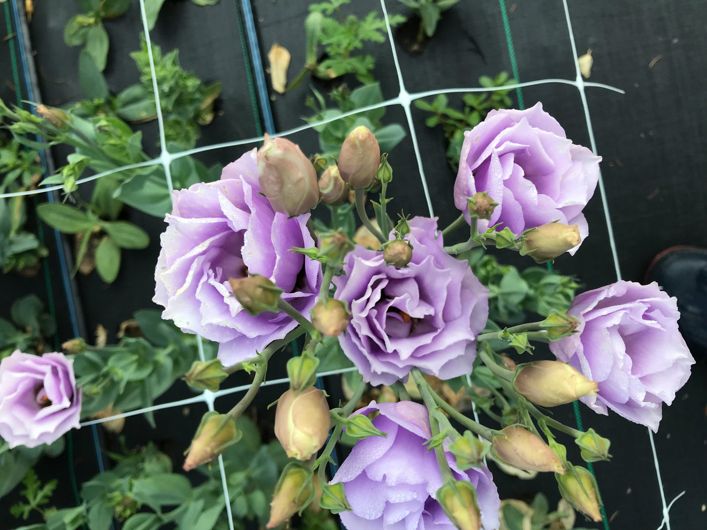 The Pastel Lisianthus Plant Collection